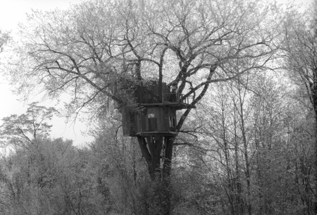 The treehouse and tree