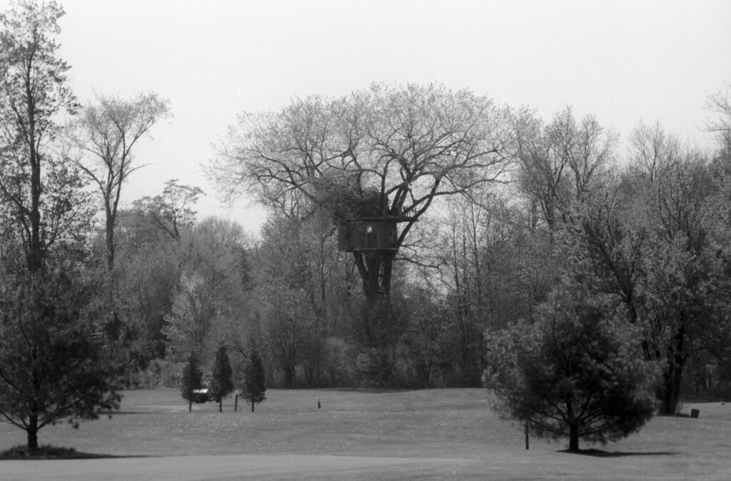 treehouse and tree
